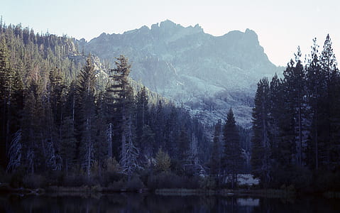 forest with river and mountains during daytime thumbnail