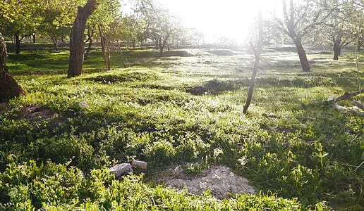 Green Grasses and Trees at Daytime thumbnail