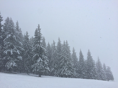 pine trees during winter thumbnail