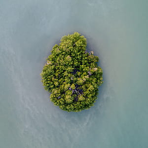 water, trees, island, grow thumbnail