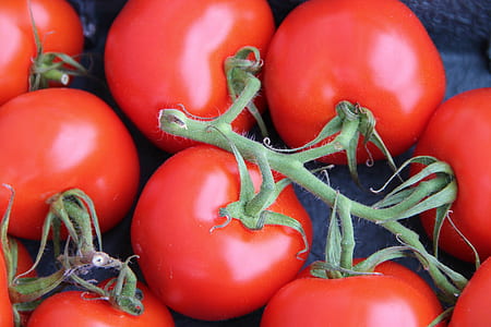 closeup photo red tomatoes thumbnail