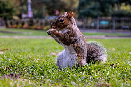 squirrel on green grass thumbnail