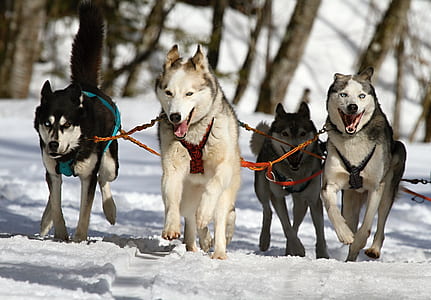 four running wolves thumbnail