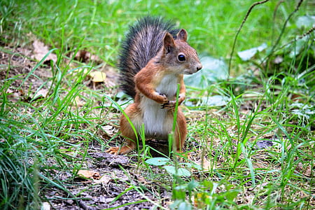 squirrel on green grass thumbnail
