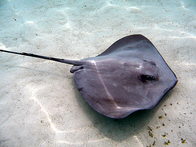 gray stingray under water at daytime thumbnail