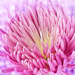 macro photography of purple flower thumbnail