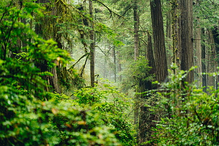 landscape photography of rain forest thumbnail