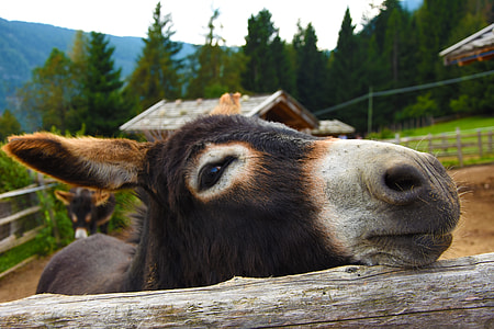 donkey inside fence thumbnail