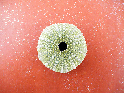 sea urchin on red panel thumbnail