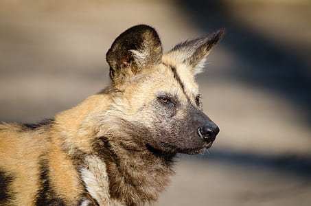 animal, canine, cute, dog, pet thumbnail