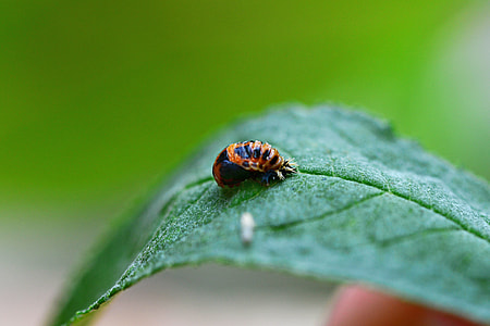 Ladybird Larvae, Hatched thumbnail