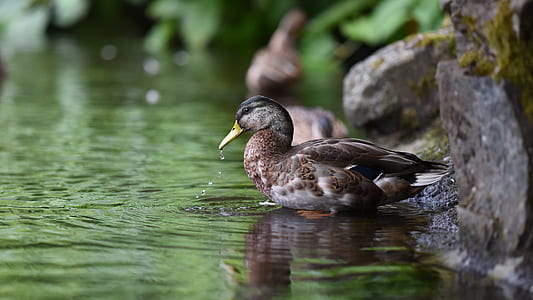 female mallard duck near water thumbnail