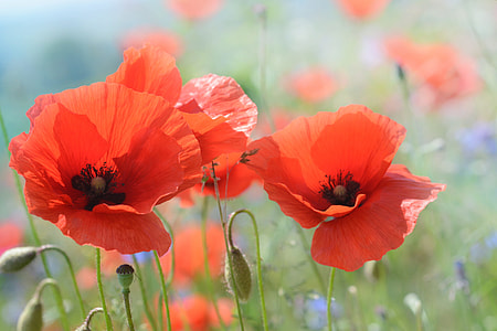 orange petaled flower field during daytime thumbnail