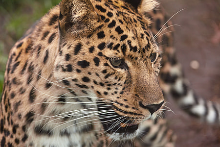 wildlife photography of cheetah thumbnail