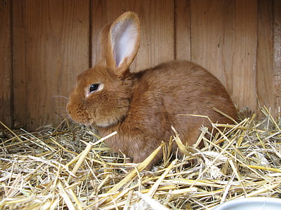 brown rabbit placed on nest thumbnail