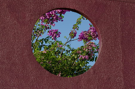concrete wall with hole showing pink flowers thumbnail