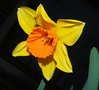 macro photography of yellow petaled flower thumbnail