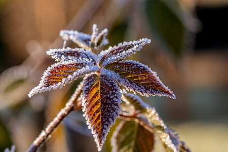 shallow focus photo of brown leaves with snow thumbnail