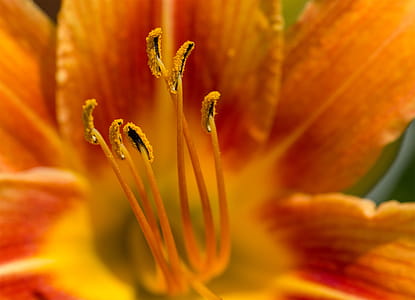 Yellow flower macro - flower anatomy thumbnail