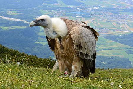 condor on grass ground thumbnail