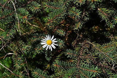 white petaled flower surrounded by pine leaves at daytime thumbnail