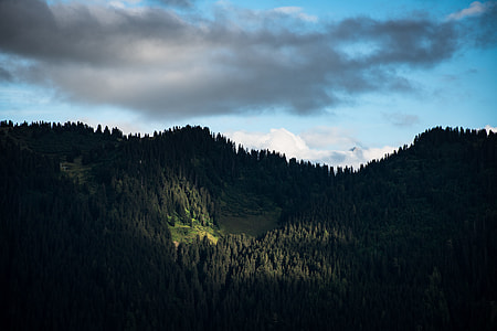 green grass forest trees under dark clouds during daytime thumbnail