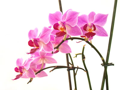 pink flowers thumbnail