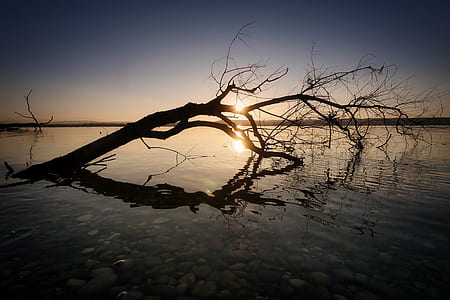 black leafless tree at sunset thumbnail