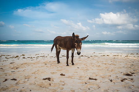 brown donkey on shoreline thumbnail