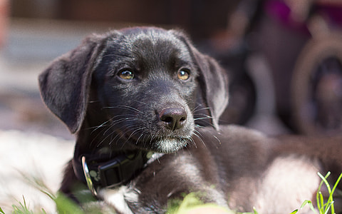black Labrador retriever puppy thumbnail