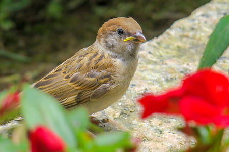 brown house sparrow in close up photography thumbnail