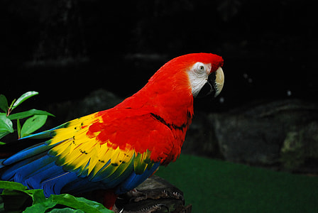 Scarlet Macaw thumbnail