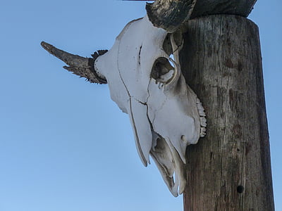 white animal head hanging on wood slab thumbnail