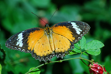 focus photo of black and yellow butterfly thumbnail