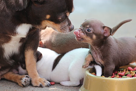 litter of brown and white puppies beside pet feeder with pet food thumbnail