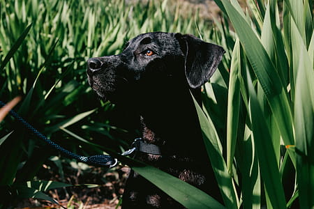 Close-Up Photo of Black Dog thumbnail