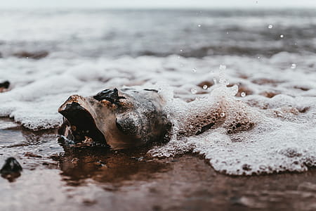 Seashell on Shore thumbnail