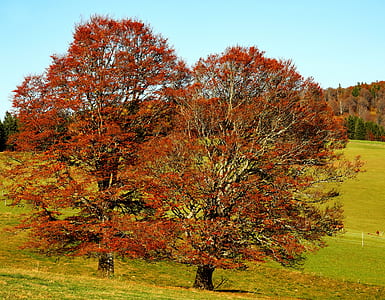 two red leaf trees near mountain photo thumbnail