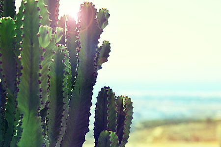 selective focus photography of green cacti thumbnail