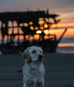adult golden retriever sitting at sunset thumbnail