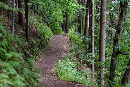 wood, road, nature, summer thumbnail
