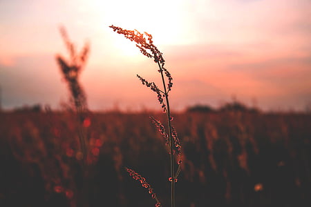 selective silhouette photography of plant in open field thumbnail