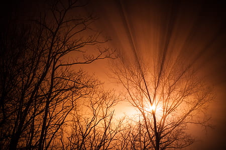 nature, sun, trees, branches thumbnail