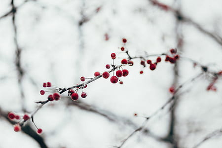 cold, snow, winter, tree thumbnail
