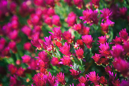 Close-up shot of pink flowers, taken with a shallow depth of field in Kent in Southern England thumbnail