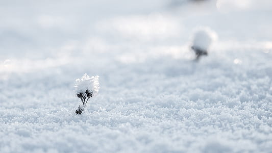 green leafed plants covered with snow thumbnail