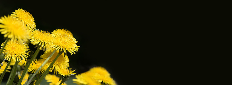 photo of yellow petaled flowers thumbnail