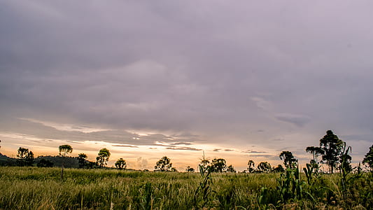 Green Trees With Grass during Daytime thumbnail