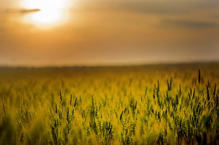 Green Field during Sunset thumbnail