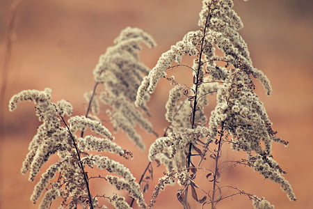 depth of field photography of white leaf plant thumbnail